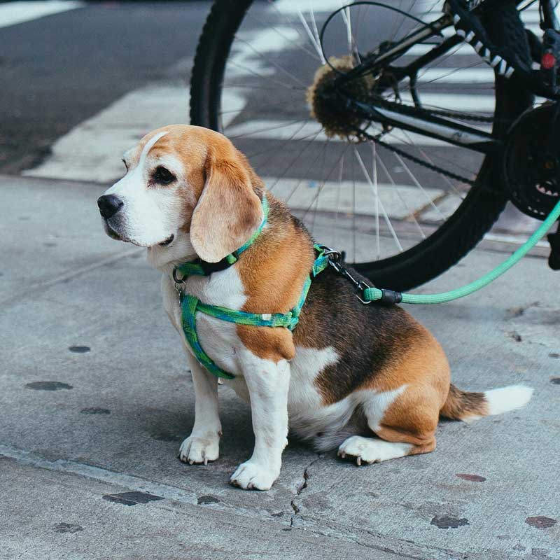 Harness & Leashes