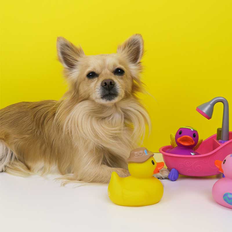 Pet Toys
